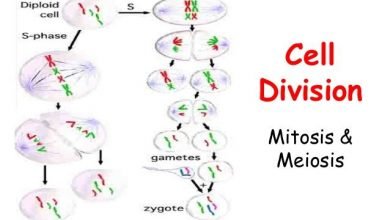 cell division