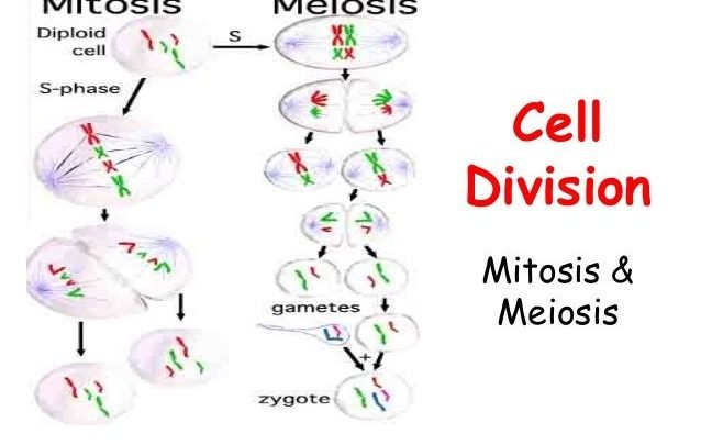 cell division