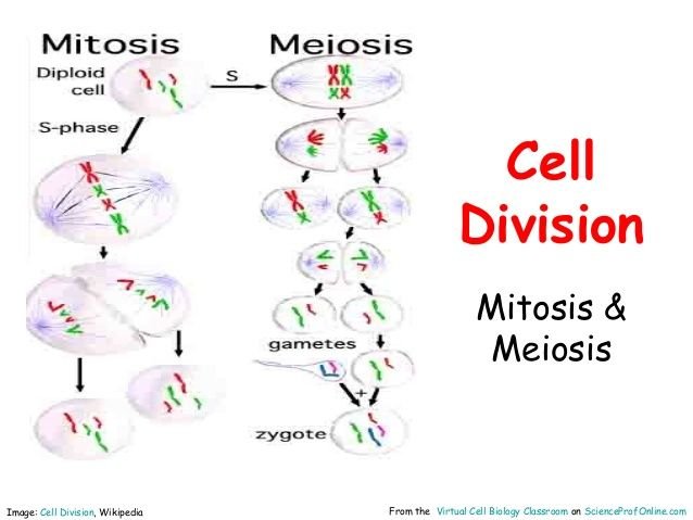 cell division